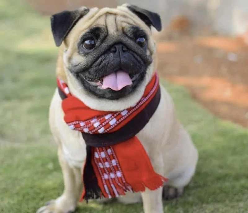 - Automatic temperature adjustment cat bedPet Accessories: Traditional Nagaland Stole for Dogs - Automatic temperature adjustment cat bedPet Accessories: Traditional Nagaland Stole for Dogs